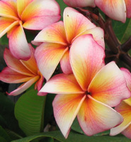 Pk-141 plumeria flower