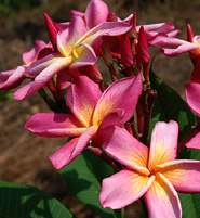 Yala plumeria flower