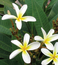 Saeng Dao plumeria flower