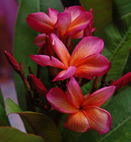 Som Choroton plumeria flower