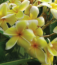 Lueang Supan plumeria flower