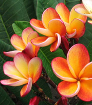 Poy Nang Nuea plumeria flower