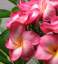 Rim Fire JL plumeria flower
