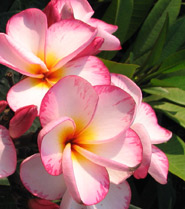 Delightful JJ plumeria flower