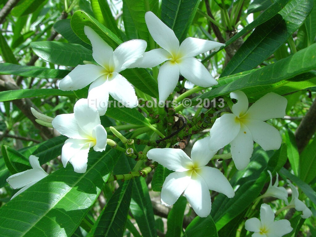 P. Cubense plumeria photo