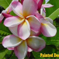 Painted Desert photo preview
