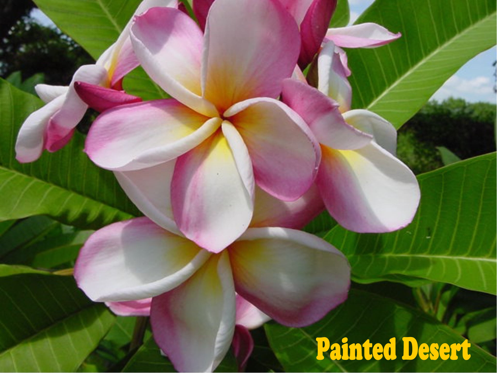 Painted Desert plumeria photo