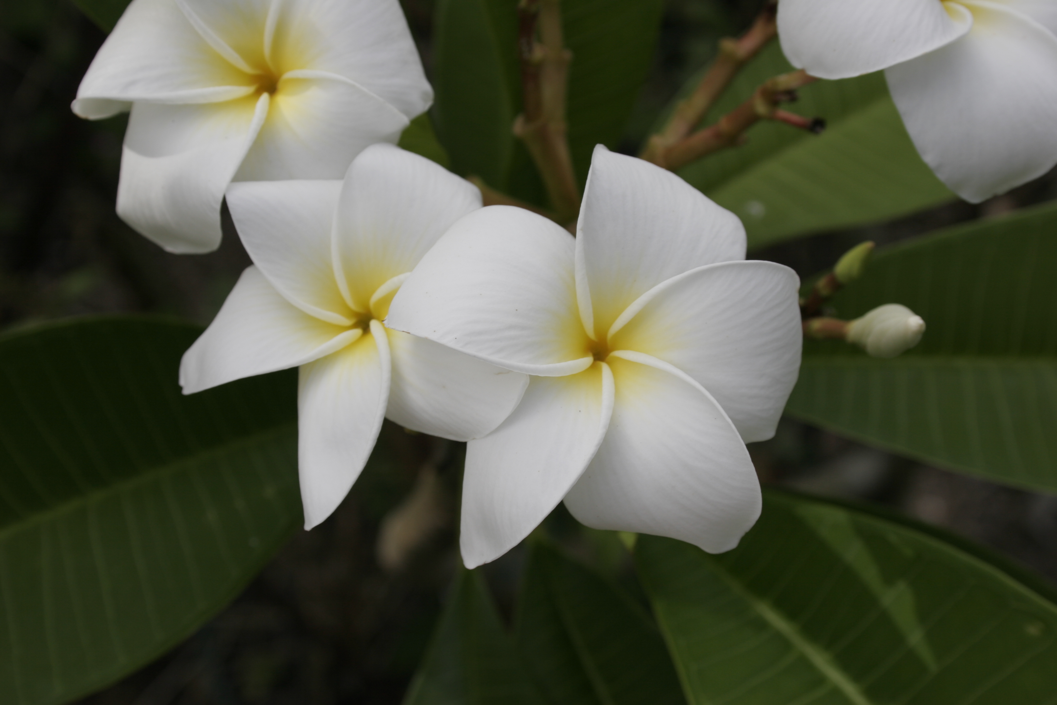 Palomar plumeria photo