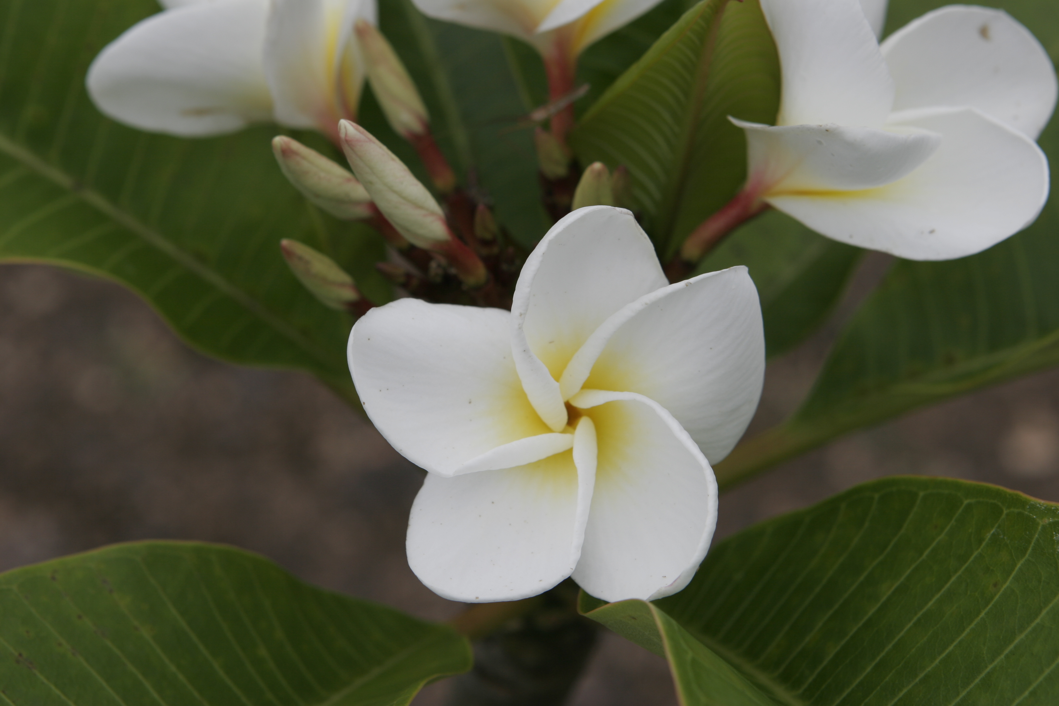Palomar plumeria photo