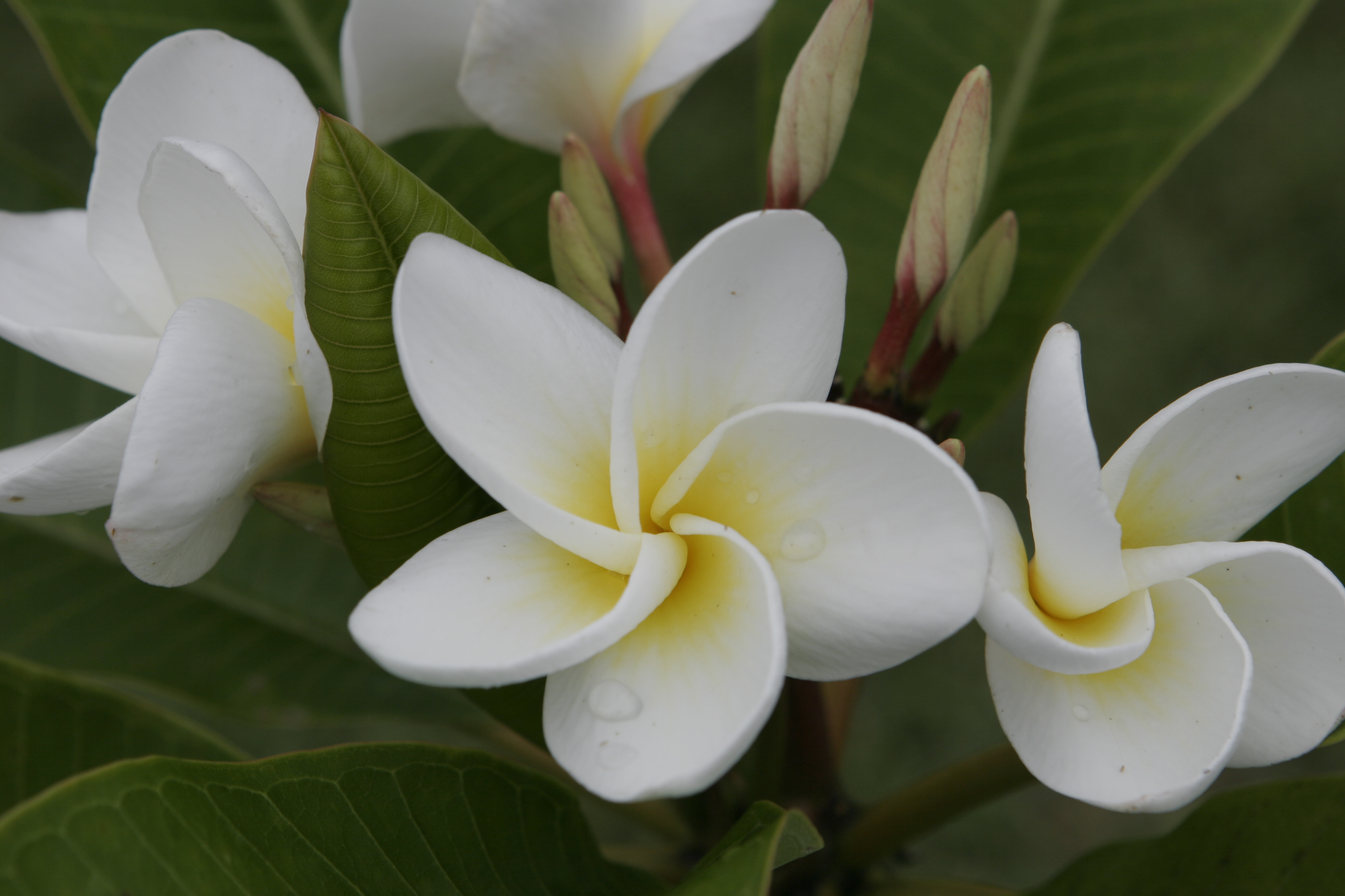 Palomar plumeria photo