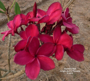 Panitta’s Red plumeria photo