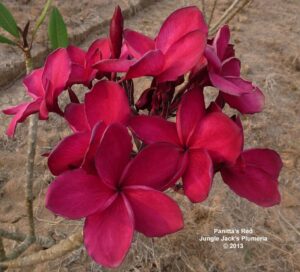 Panitta&rsquo;s Red plumeria