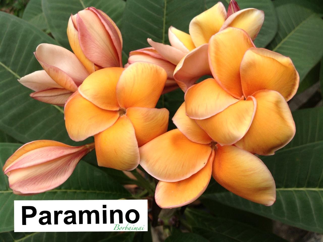 Paramino plumeria photo