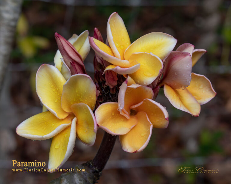 Paramino plumeria photo
