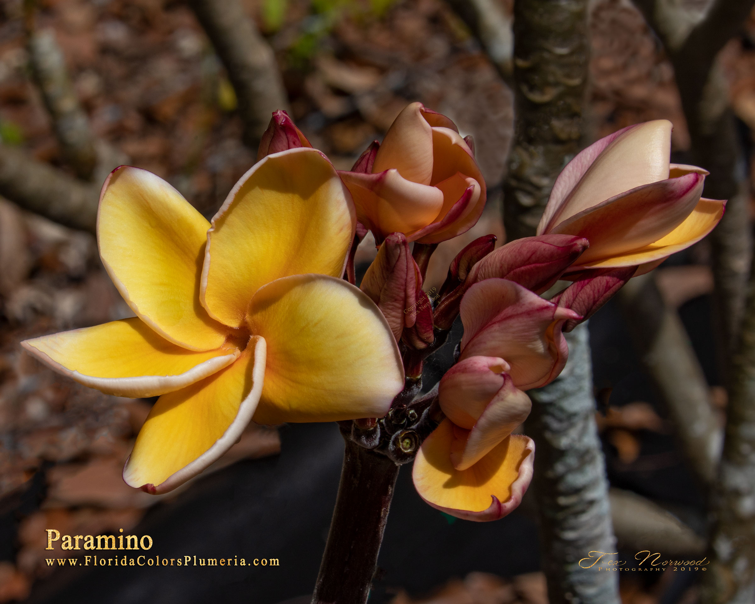 Paramino plumeria photo