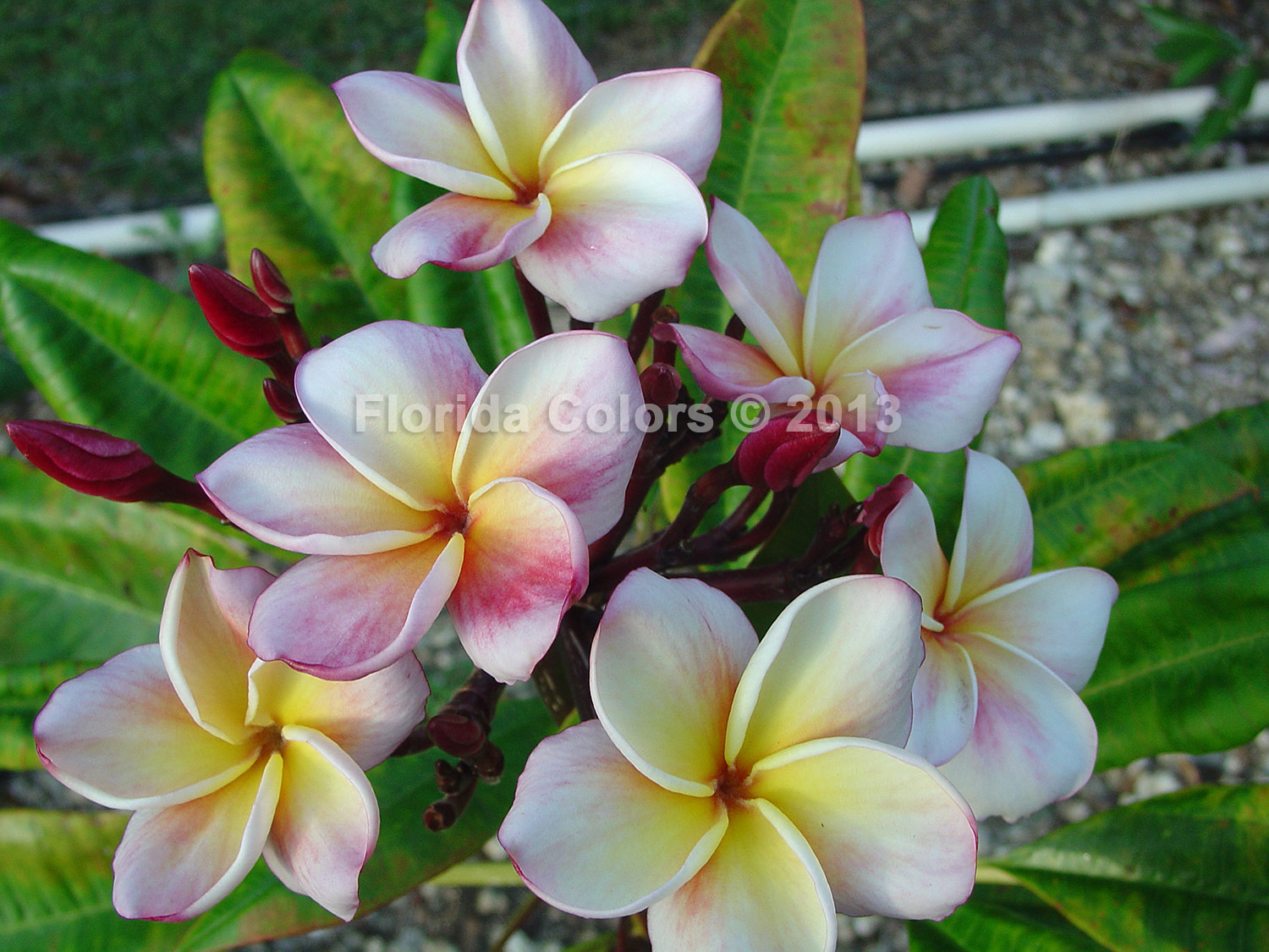 Pathum One plumeria photo
