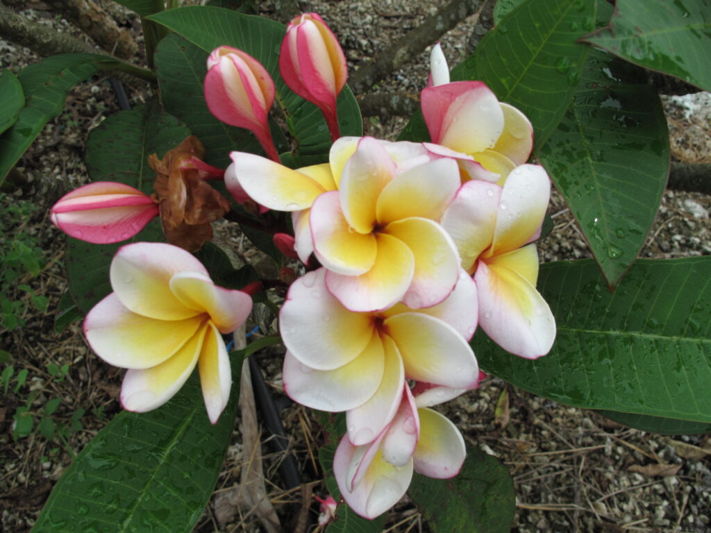Paul Newman plumeria photo