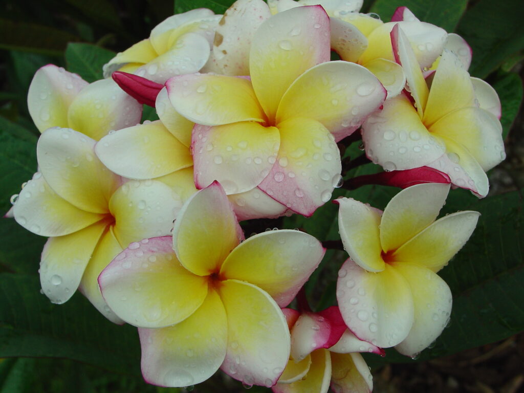Paul Newman plumeria photo