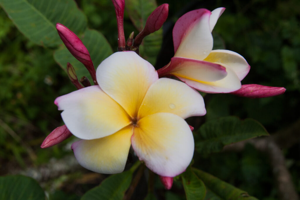Paul Newman plumeria photo