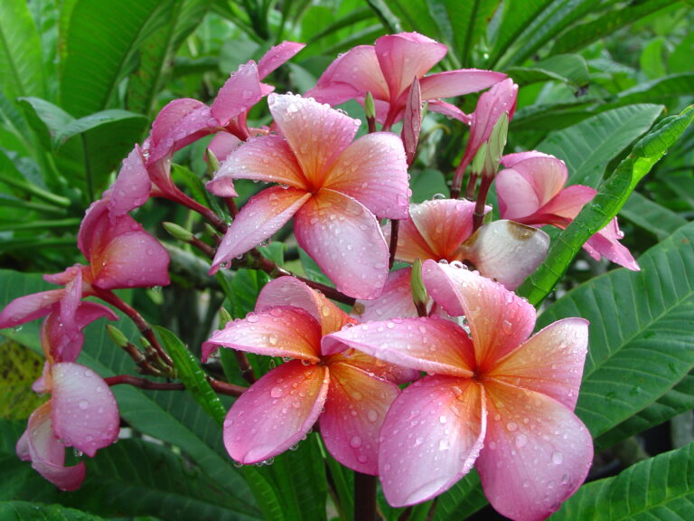 Peace plumeria photo