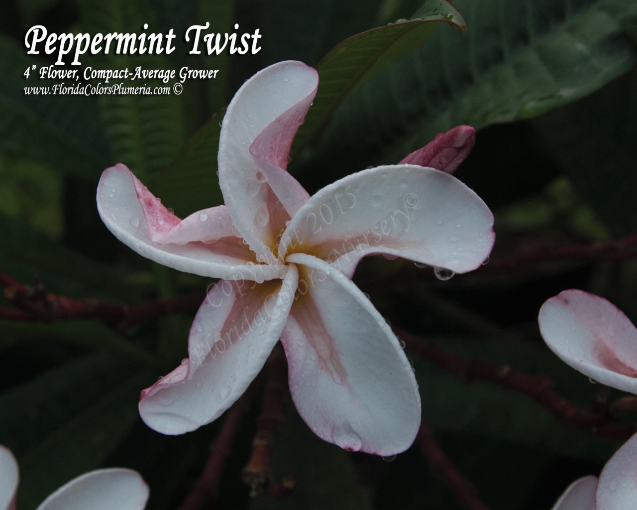 Peppermint Twist plumeria photo
