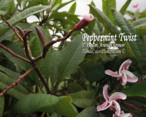 Peppermint Twist plumeria photo
