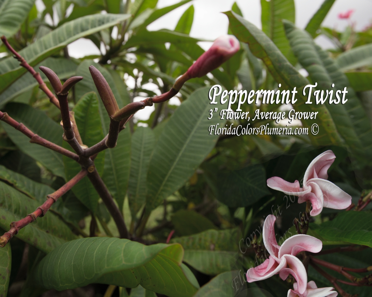Peppermint Twist plumeria photo