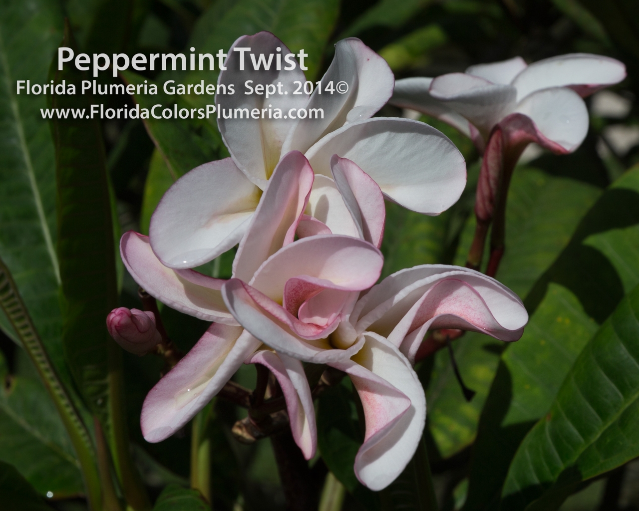 Peppermint Twist plumeria photo