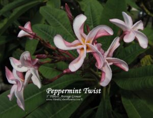 Peppermint Twist plumeria photo