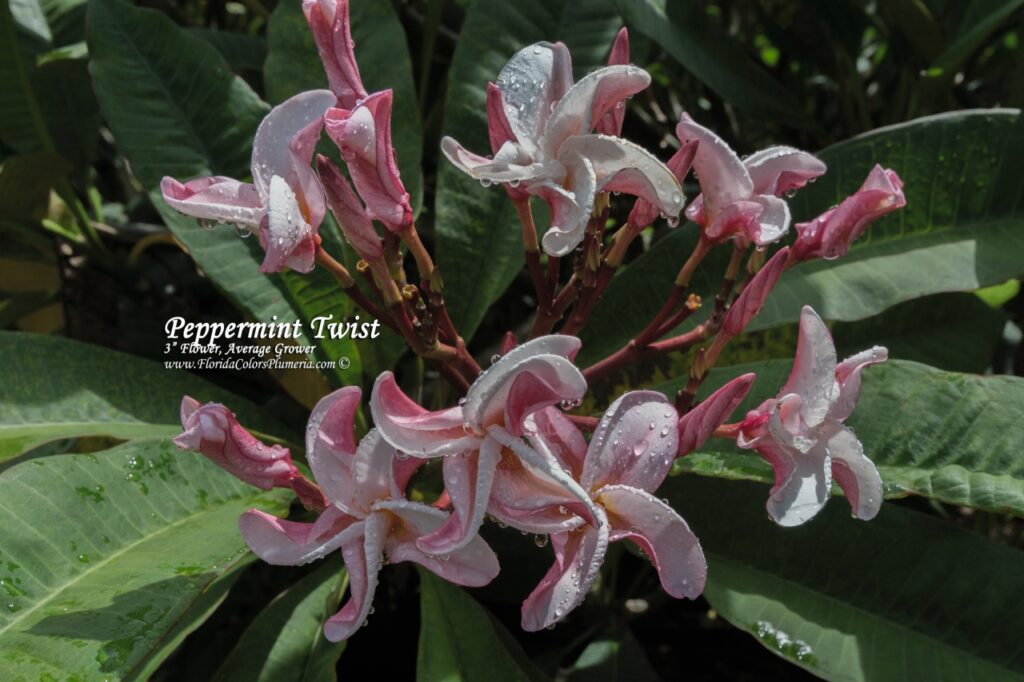 Peppermint Twist plumeria photo