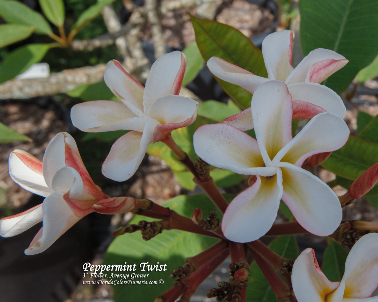 Peppermint Twist plumeria photo