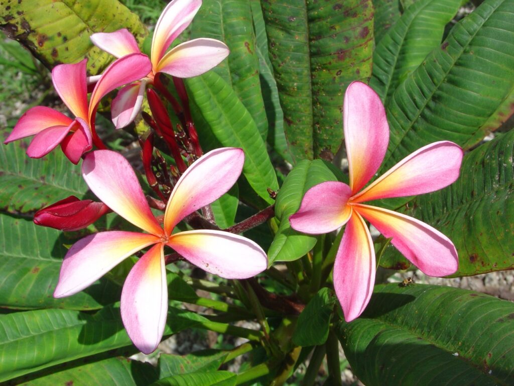 Petit Prince plumeria photo