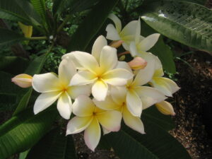 Petite Point plumeria