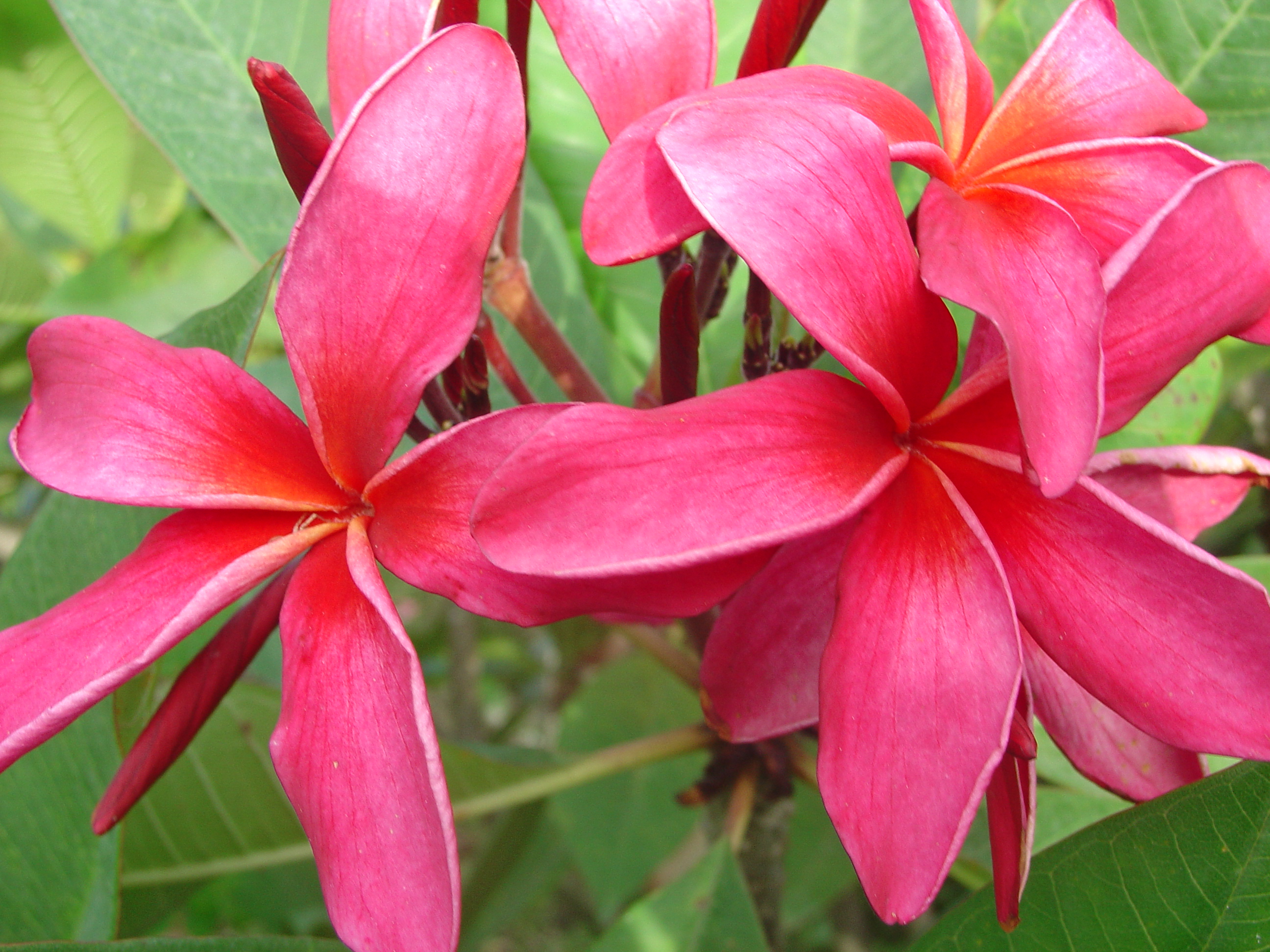 Petra plumeria photo