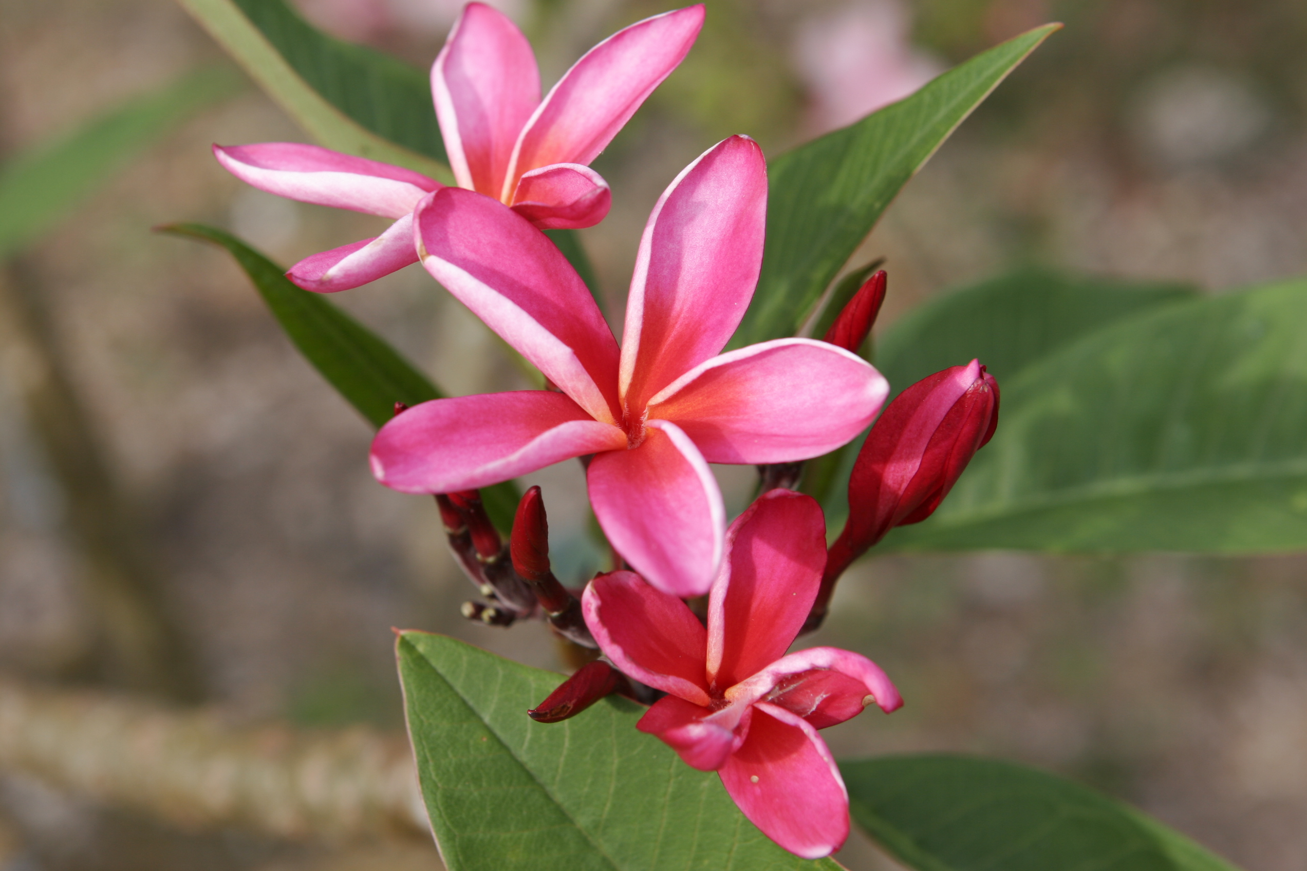 Petra plumeria photo