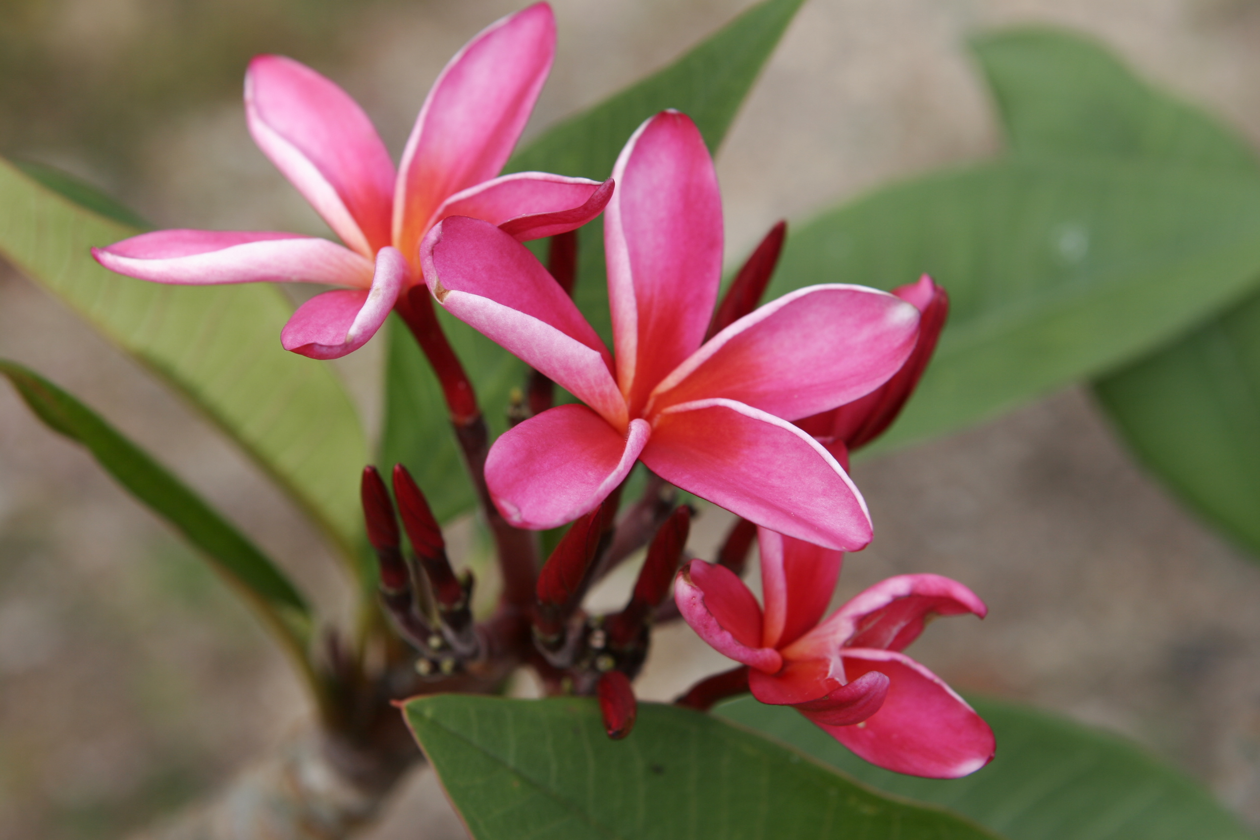 Petra plumeria photo