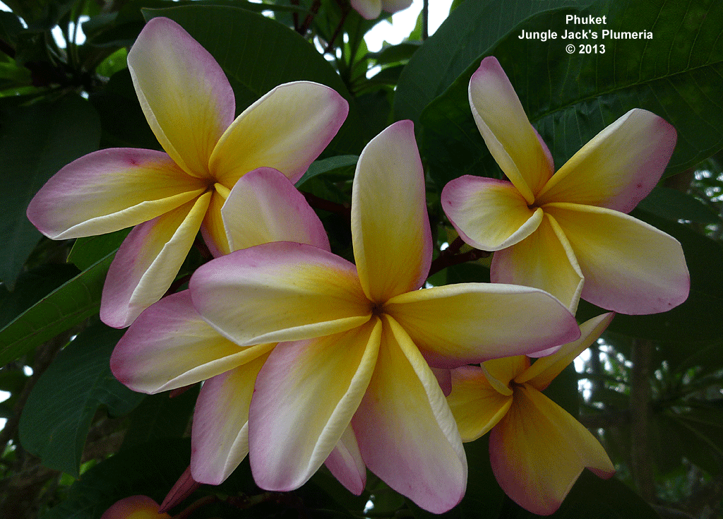 JJ Phuket plumeria photo