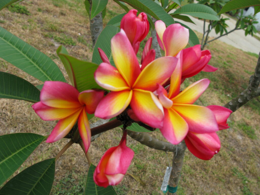 Phyllis Jean plumeria photo
