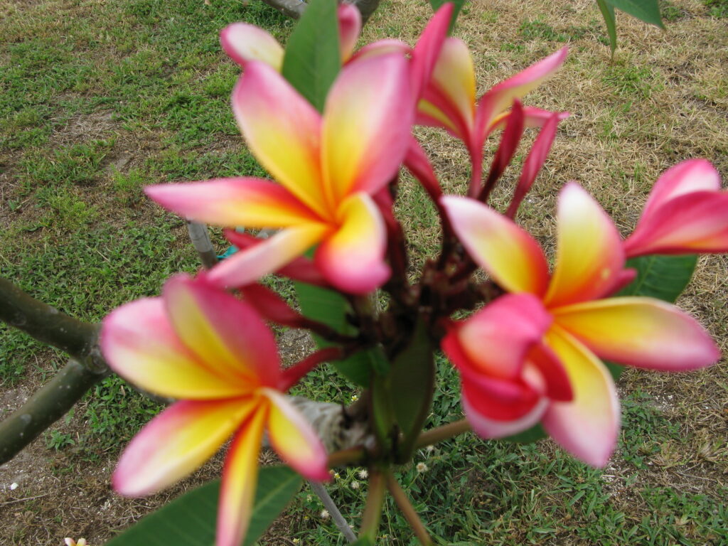 Phyllis Jean plumeria photo