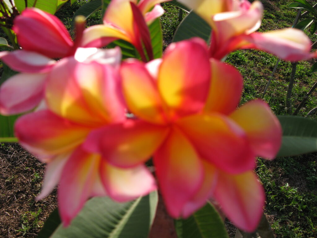Phyllis Jean plumeria photo