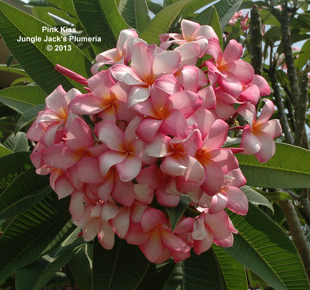 Pink Kiss plumeria photo
