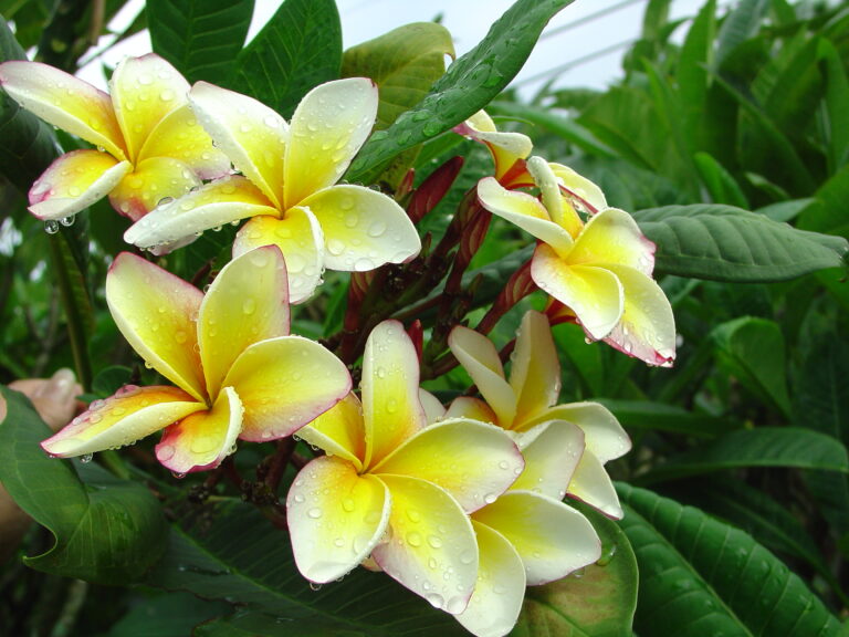 Pink Lemonade plumeria photo