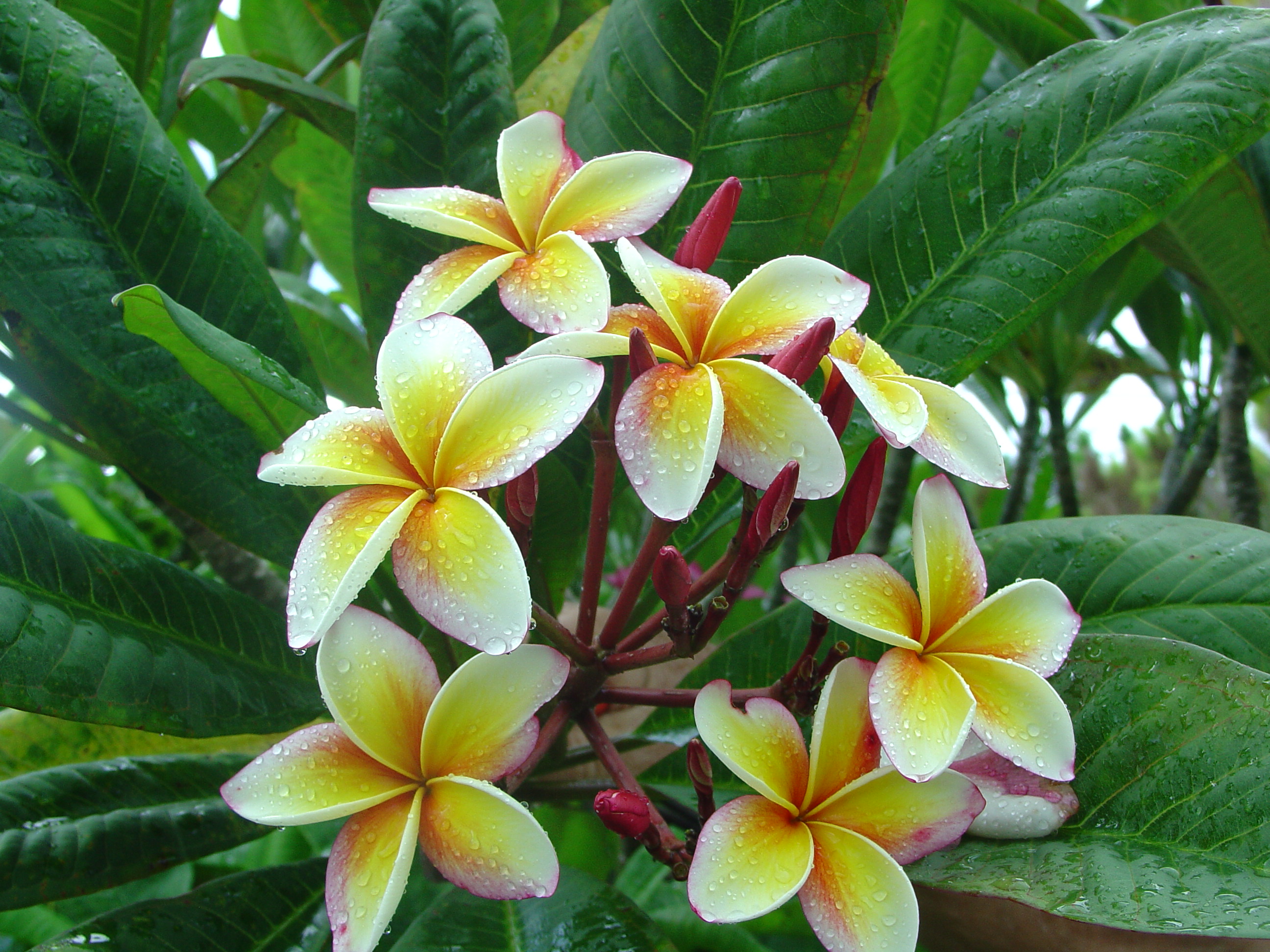 Pink Lemonade plumeria photo