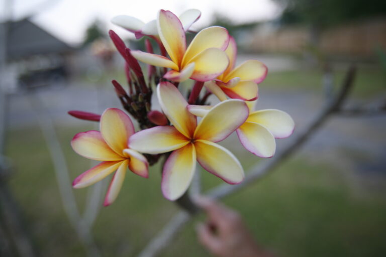 Pink Rainbow plumeria photo