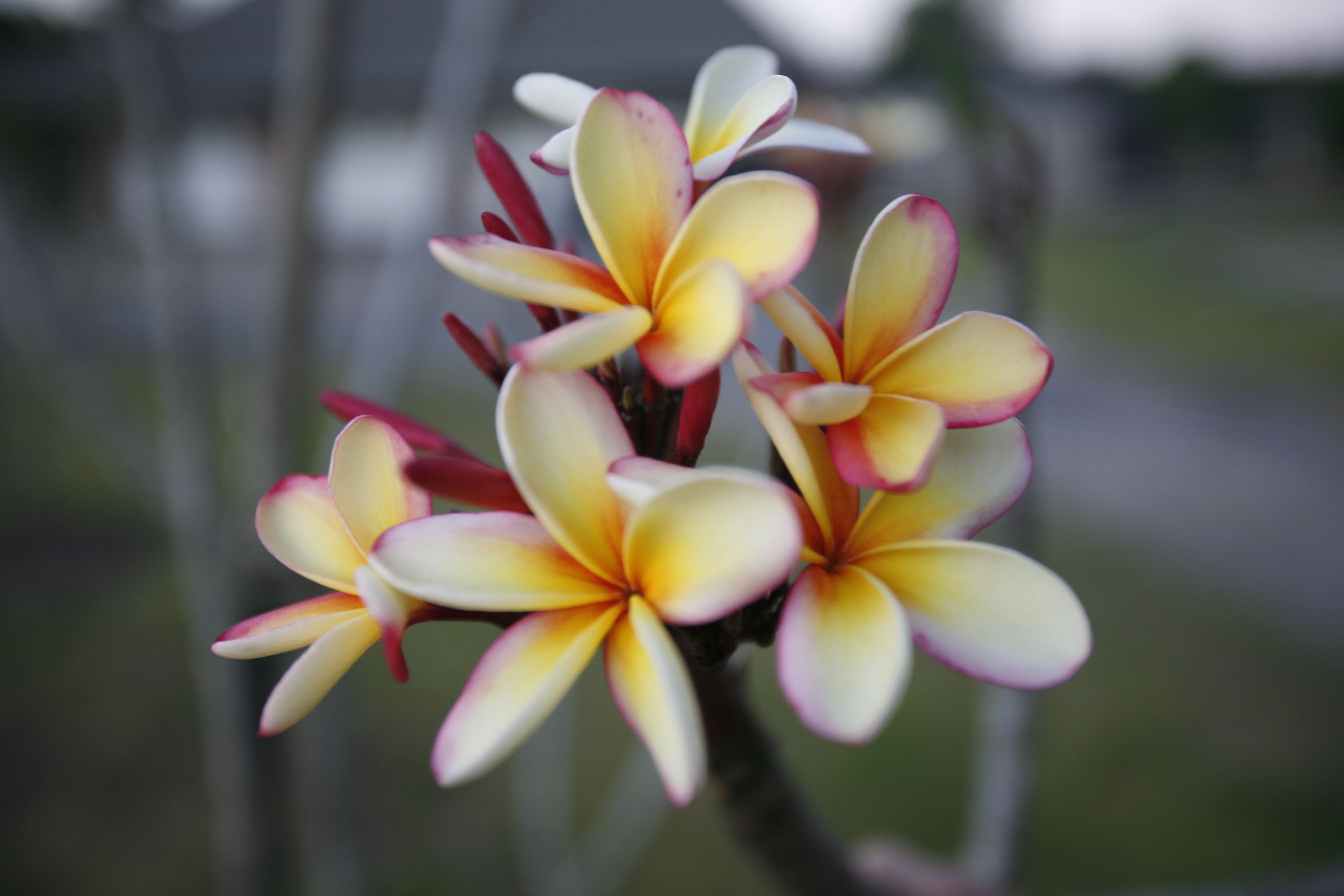 Pink Rainbow plumeria photo