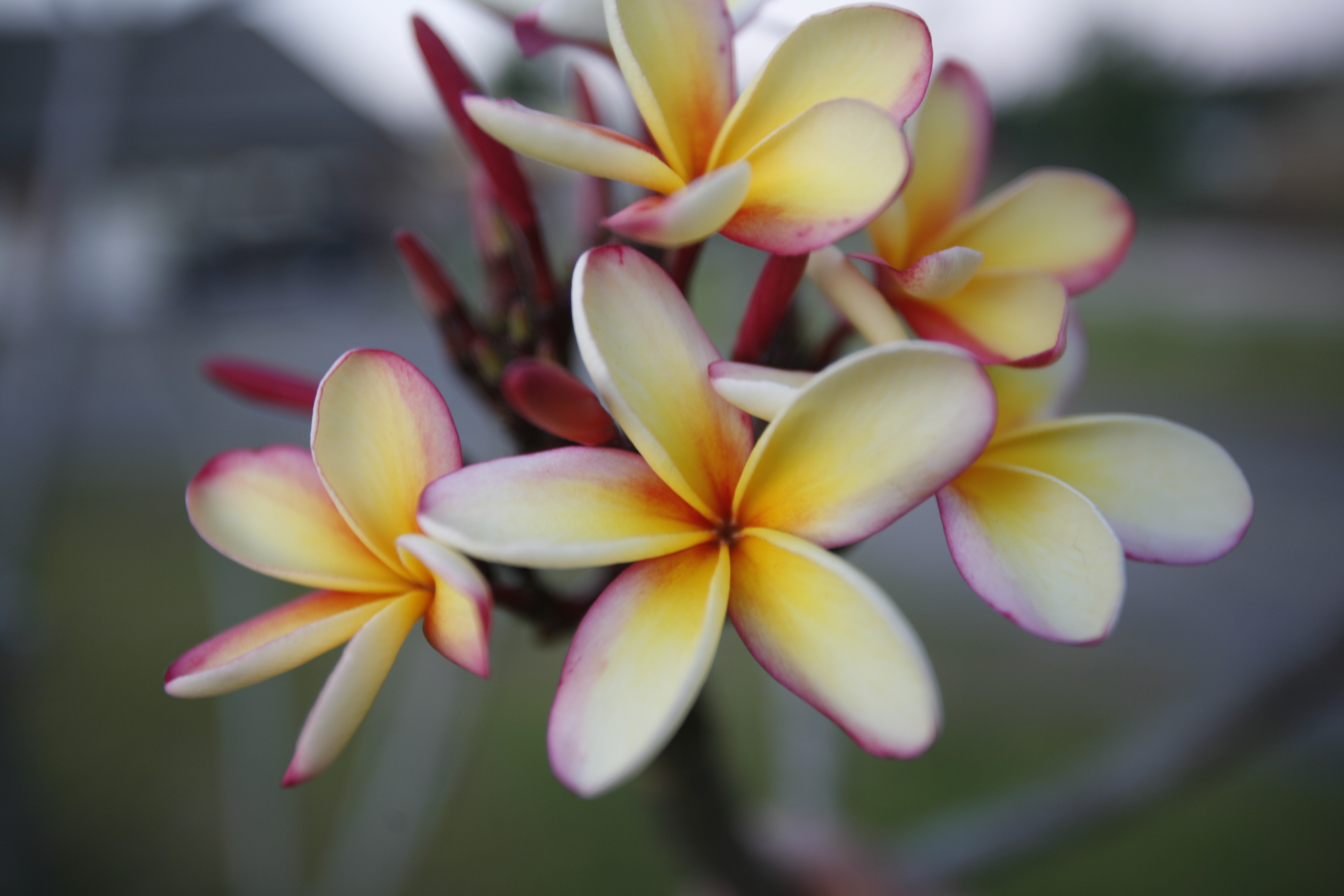 Pink Rainbow plumeria photo