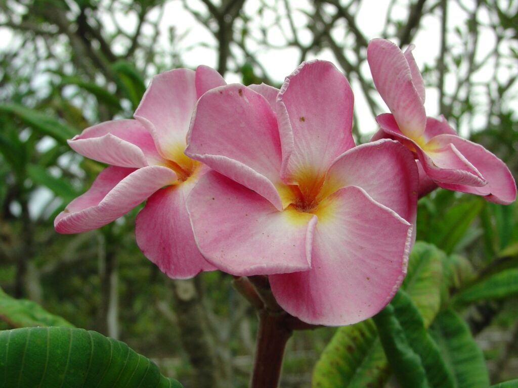 Pink Ruffles plumeria photo