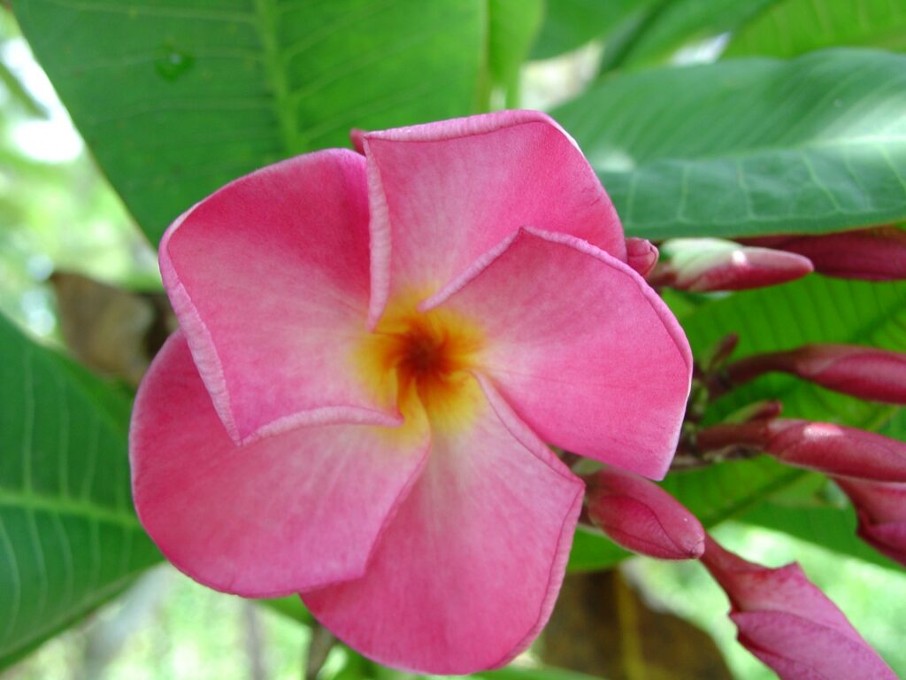 Pink Ruffles plumeria photo