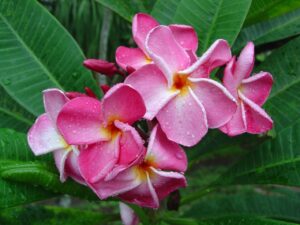 Pink Ruffles plumeria photo