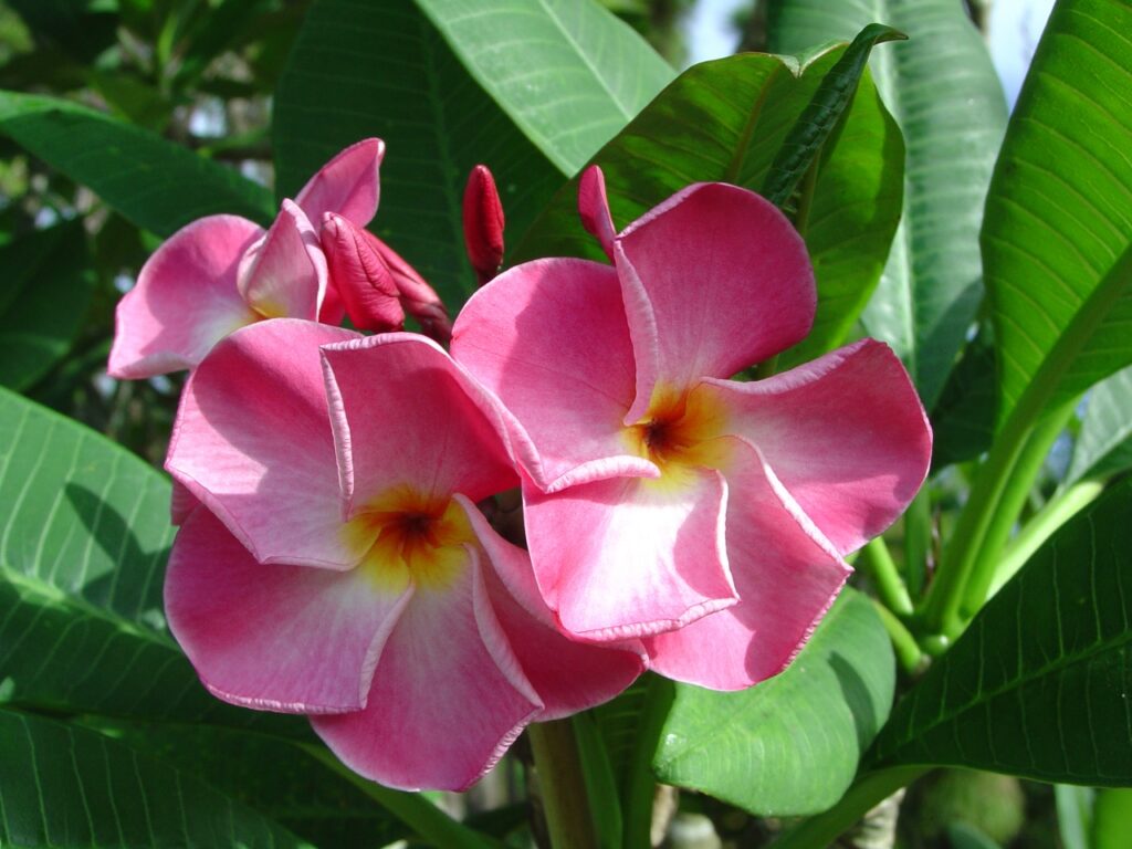 Pink Ruffles plumeria photo